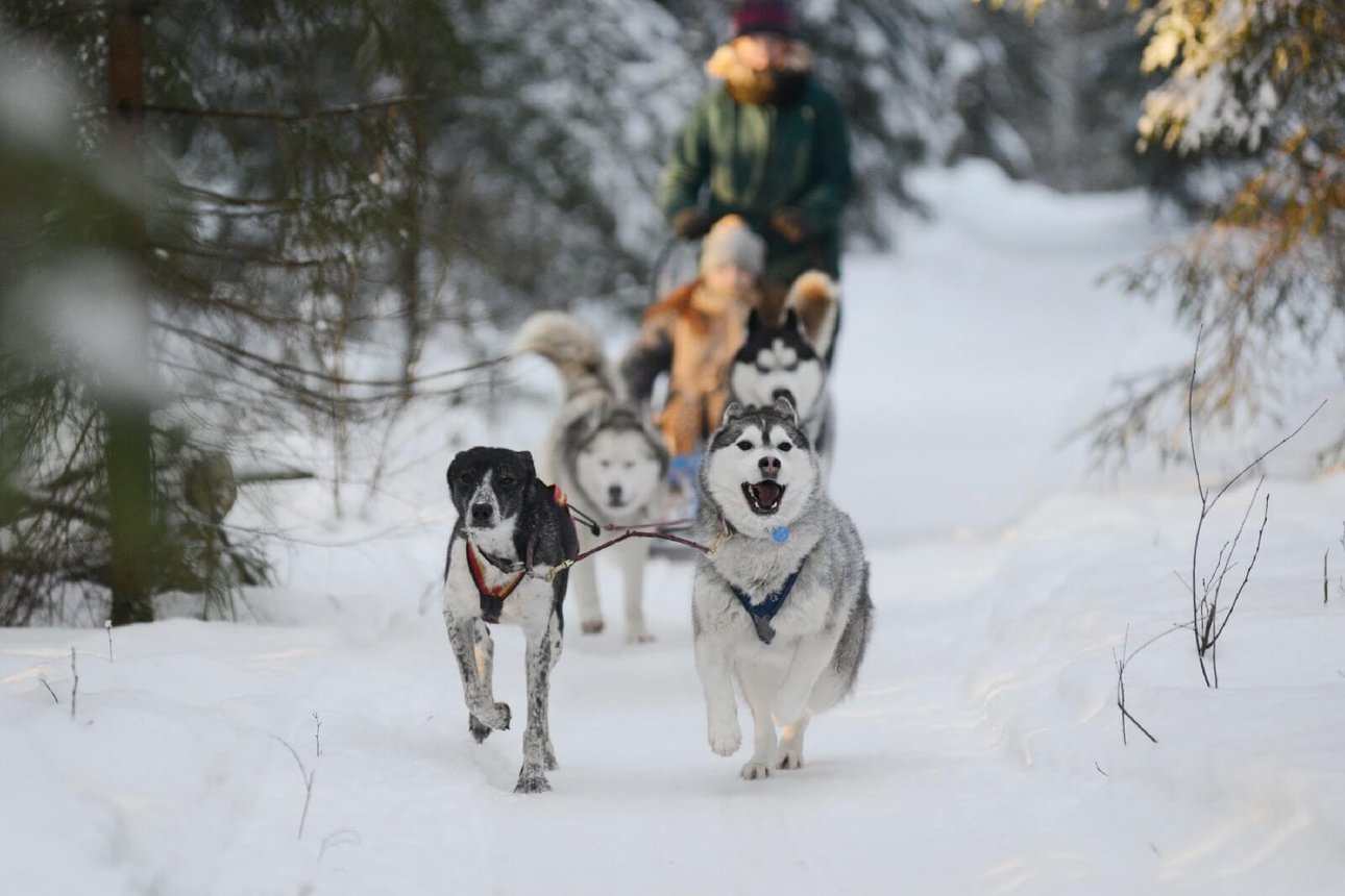 Husky sledding in Saint Petersburg